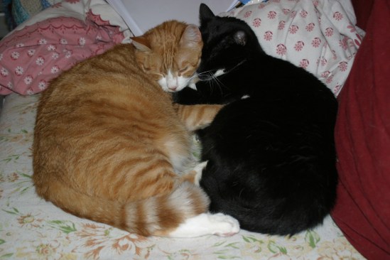 Meine Katzen Jago und Socke am Kuscheln