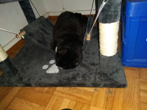 Meine Katze Socke liegt auf einer Hängematte von einem Kratzbaum