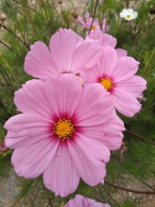 Rosa Blüten