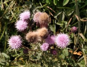 Blüten einer Distel