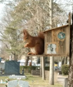 Rotes Eichhörnchen an Eichhörnchenfutterstation