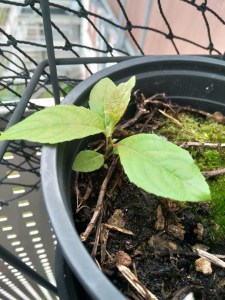 Eine Pflanze in einem kleinen runden Blumentopf