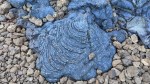 Ein Lava-Ausläufer des Lavafeldes