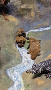 2 Schnabeltiere im Australien-Diorama