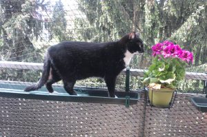Meine Katze Socke riecht an einer Blume auf dem Balkon