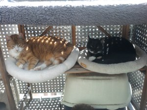 Jago - rot-getigert - und Socke - schwarz-weiß - auf zwei Kissen auf dem Balkon