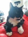Meine Katze Soche - schwarz-weiß - auf einer roten Zudecke