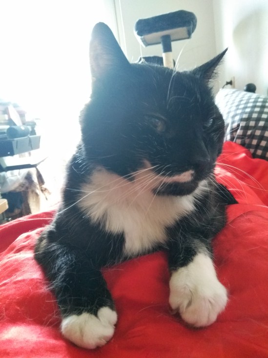 Meine Katze Soche - schwarz-weiß - auf einer roten Zudecke