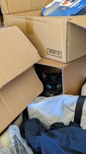 Meine Katze Socke schaut aus einem zugebauten Karton heraus, zu sehen ist nur der Kopf