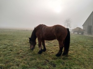 Pferd auf Wiese, im Hintergrund ist die Sonne durch den Morgendunst zu erkennen