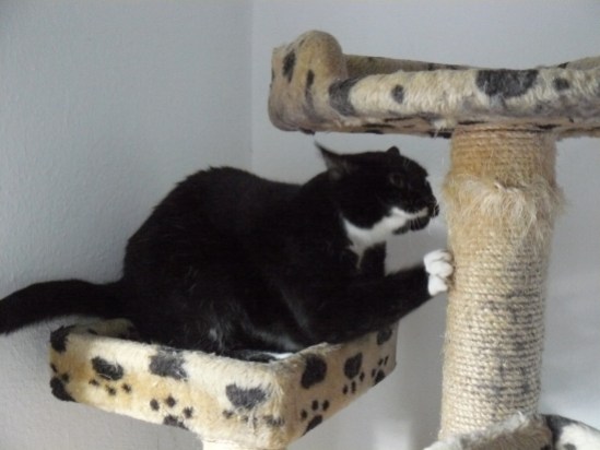 Meine Katze Socke bearbeitet den Kratzbaum.