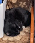 Meine Katze Socke liegt auf einer Decke zwischen Holzseitenteil und Karton.