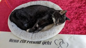 Socke liegt auf ihrem Katzenkissen, scheint zu schlafen. Unter dem Kissen befindet sich ein roter samtartiger Bezug und ein Schriftzug auf weißem Grund. Geschrieben steht: Wenn ein Freund geht und dahinter zwei stilisierte Herzen.