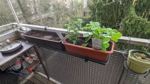 Ein 60cm Blumenkasten, gefüllt mit Erde und einem 40cm-Kasten mit Pfefferminz- und Walderdbeerpflanze, zusammen auf einem Untersetzer, am Balkongeländer angebracht