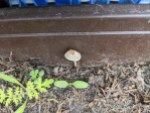 Kleiner Pilz im Blumenkasten