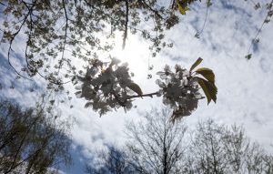 Blick auf Blüten mit Blickrichtung gegen die Sonne dahinter, bei leicht bewölktem Himmel