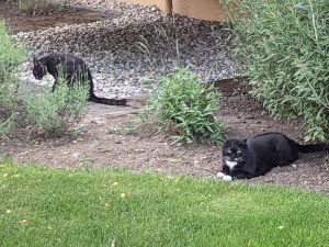 2 Kater, schwarz-weiß und schwarz, neben einer Wiese auf freier Erde, neben Sträuchern und vor einem Kiesbett