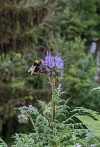 Brummselchen an lila Blüte