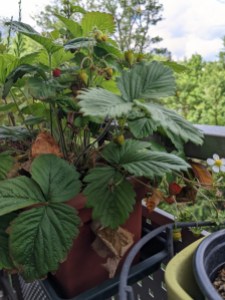 Eine Walderbeerpflanze mit grünen Walderdbeeren und drei sich rot färbenden Beeren und einer weiteren Blüte