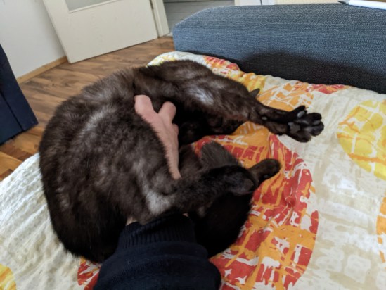 Schwarzer Kater liegt auf Couch und lässt sich das Bäuchchen kraulen.