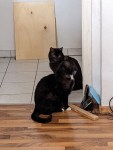 Zwei hauptsächlich schwarze Kater sitzen an der Tür und warten auf deren Öffnung nach draußen.