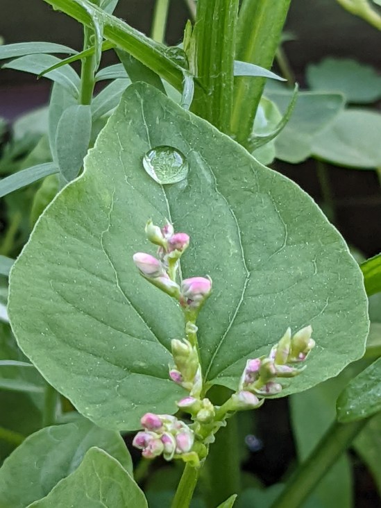 Großes Blatt mit einem Wassertropfen darauf unter kleinen Blüten