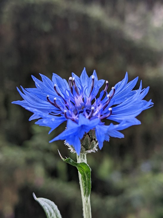 Kornblumenblüte, blau, in der Seitenansicht