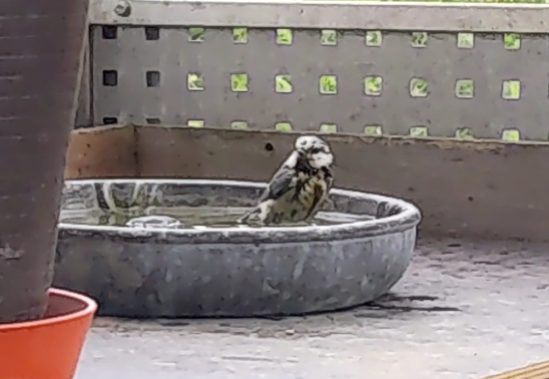 Kohlmeise im Vogelbad