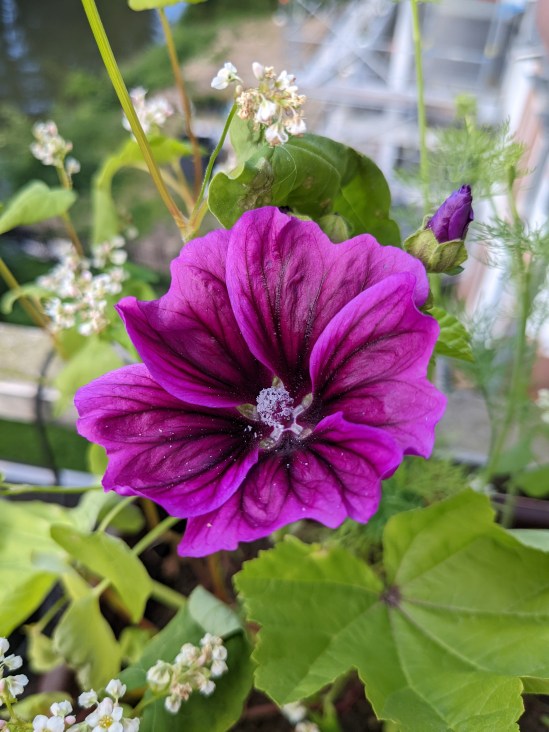 Violette Blüte der Wilden Malve
