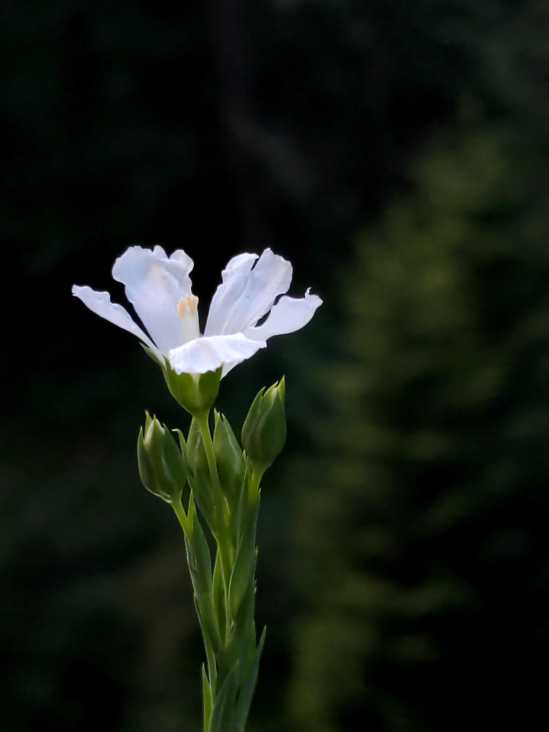 Wahrscheinlich weiße Flachsblüte von der Seite