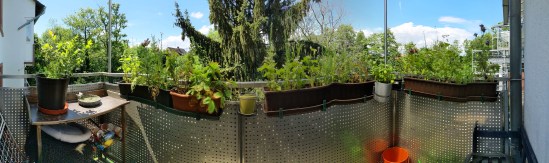 Panoramafoto meines Balkons Links der Pflanztisch, auf dem links der runde Topf der Heidelbeere steht. Rechts daneben das Vogelbar. An der Balkonfront hängen drei längliche Blumenkäste unterschiedlicher Abmessungen. In der Mitte des Balkons hängt ein kleiner rinder Blumentopf - rechts in der Ecke zwei weitere runde Töpfe. An der rechten Seite ist nochmal ein langer Blumentopf. In allen Töpfen bis auf den kleinen in der Mitte stehen die Pflanzen iin unterschiedlichen Höhen.