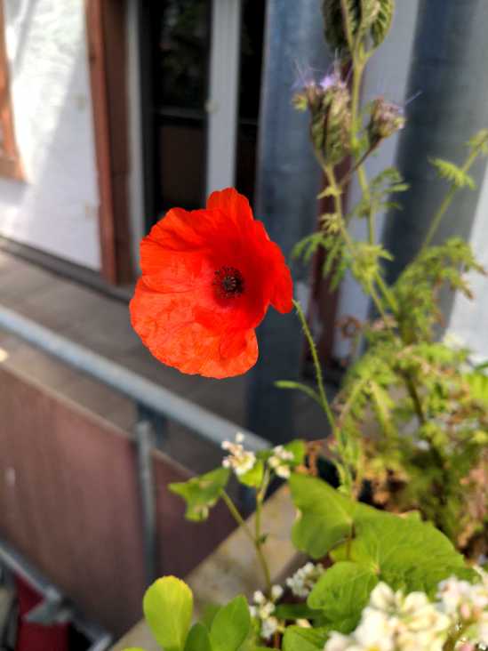 Klatsch-Mohn-Blüte