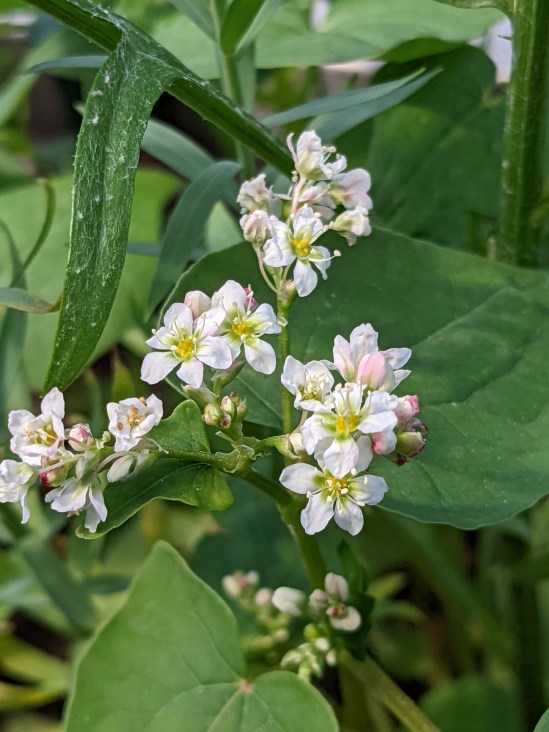 weißte Blüten des Echten Buchweizens