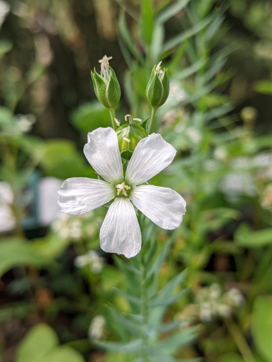 eine weiße Blüte vom Flachs/Lein