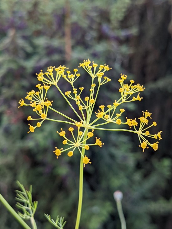 Gelbe Blüten vom Dill