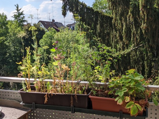 Zwei kleinere Blumenkästen mit mehreren Pflanzen links Dill, ganz hoch wachsend - rechts Walderdbeeren