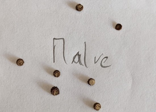Schriftzug "Malve" drum herum mehrere mögliche Samen
