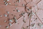braune Unterlage, auf der trockene Pflanzenteile, Samenhülsen und Samen herumliegen