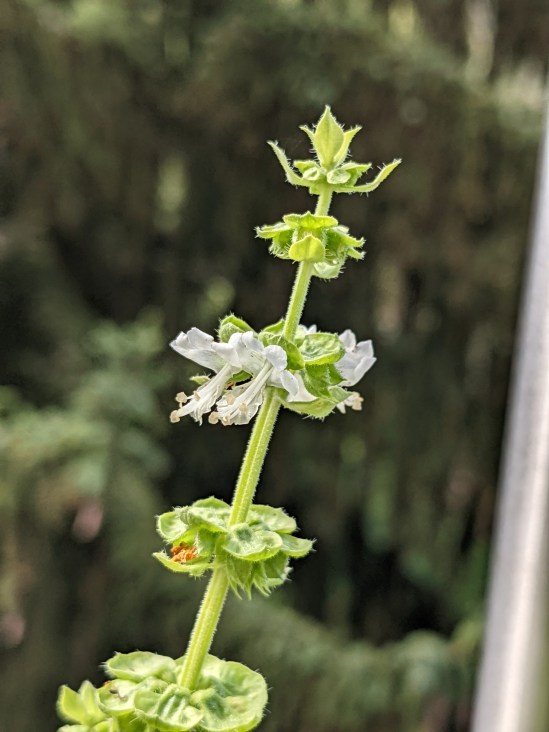 weiße Blüten des Basilikum