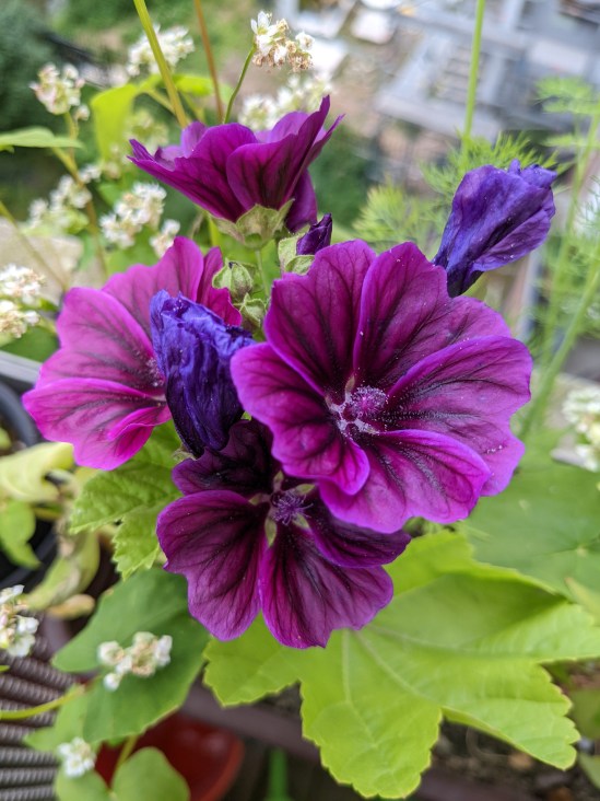 mehrere violette Blüten der Wilden Malve
