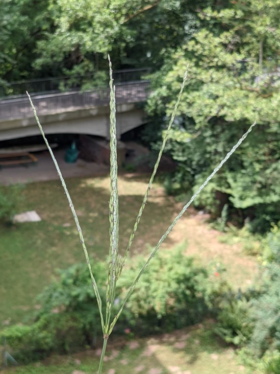 Im Bildmittelpunkt sind 5 Blütenstände wie Antennen der Blutroten Fingerhirse. Im Hintergrund ist eine Fußgängerbrücke zu sehen.