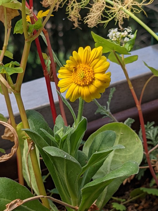 Im Zentrum eine gelbe Blüte der Garten-Ringelblume.