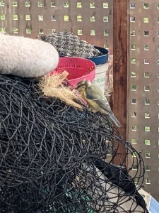 Meise betrachtet sich Sisalreste, die am Katzennetz befestigt sind