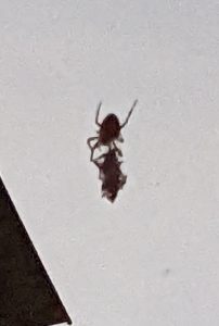 Spinne mit Beute