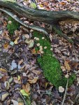 Kleine Pilze auf Holzast voller Moos