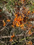 Sanddorn-Beeren am Strauch