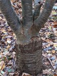 Ein Baumstamm, an dem ab einer beonders markierten Stelle 3 Stämme herauswachsen - als wäre der Baum da ursprünglich abgesägt worden und dann sind da 3 Stämme herausgewachsen