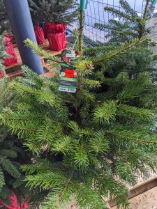 Nordmann-Tannenbaum