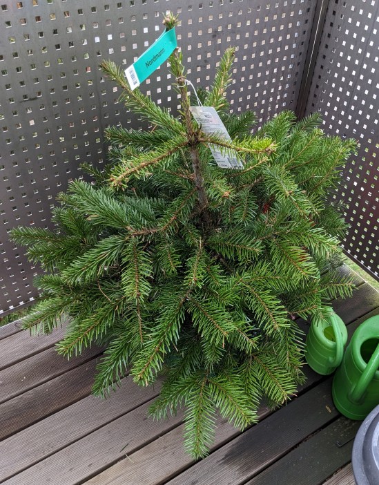 Nordmanntanne auf meinem Balkon, noch mit den Zetteln des Ladens behängt.