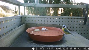 Blaumeise auf großem Untersetzer, der mit Wasser gefüllt auf dem Pflanztisch steht. Im Untersetzer liegen auch noch zwei Steine. Unter dem Bild der Wildcamera stehen die Daten 5° C 41°F 12/09/2022 07:46:41 Bild-Nummer 0523